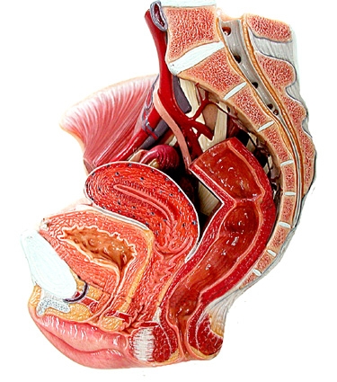 Fecondazione, Sterilità, Apparato riproduttore, Apparato Riproduttore Femminile, Riproduzione assistita, INSEMINAZIONE ARTIFICIALE, FECONDAZION